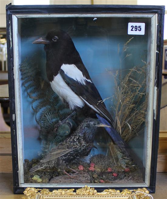 Cased taxidermy group, magpie and thrush